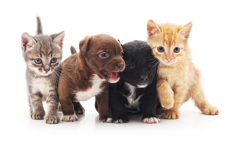 Veterinary Jobs